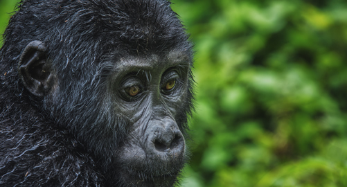  Rwanda Uganda double gorilla trekking