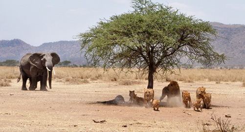 Combined Safaris