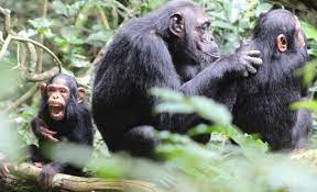 Kibale chimpanzee tours