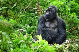 Gorilla Uganda Safaris