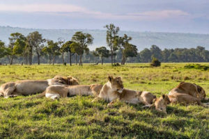 Kenya game safaris
