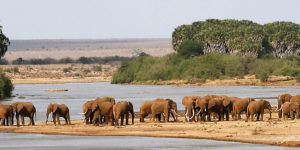 Kenya Wildlife Tours
