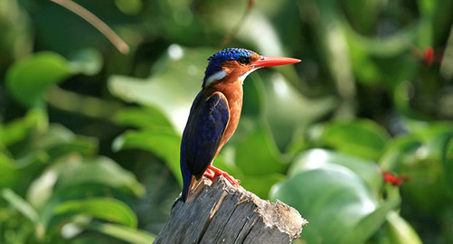 Birds in Rwanda